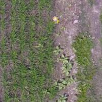 weed_grass project thumbnail