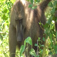 human-baboon project thumbnail