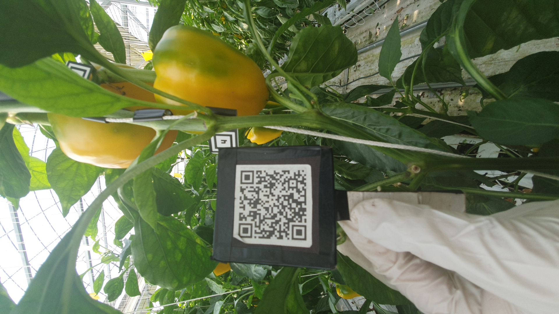 bell pepper labels - Roboflow Universe
