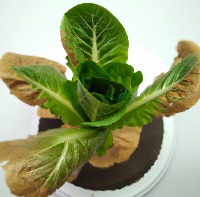Lettuce Deficient project thumbnail