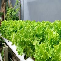 lettuce project thumbnail