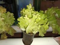 lettuce project thumbnail