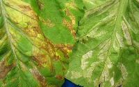 lettuce unhealthy project thumbnail
