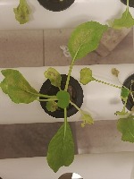 Lettuce nutrient project thumbnail