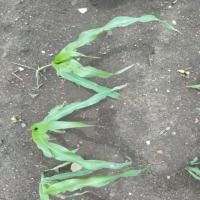 Maize Dataset project thumbnail