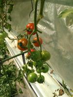 tomato project thumbnail