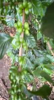 coffee_fruit project thumbnail