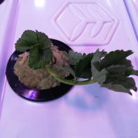 strawberry disease project thumbnail