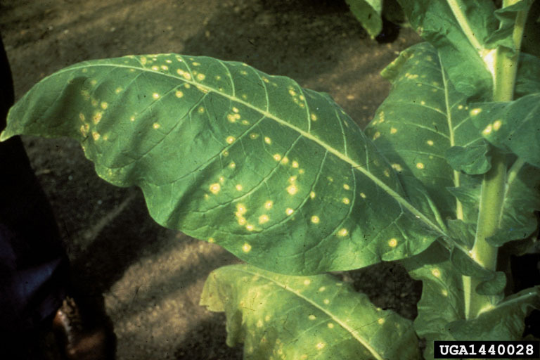 diseases of tobacco plant tobacco plant Object Detection Model by test