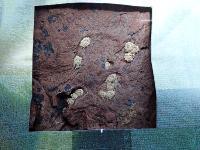 Barnacle species identification project thumbnail