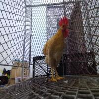 Chicken head project thumbnail