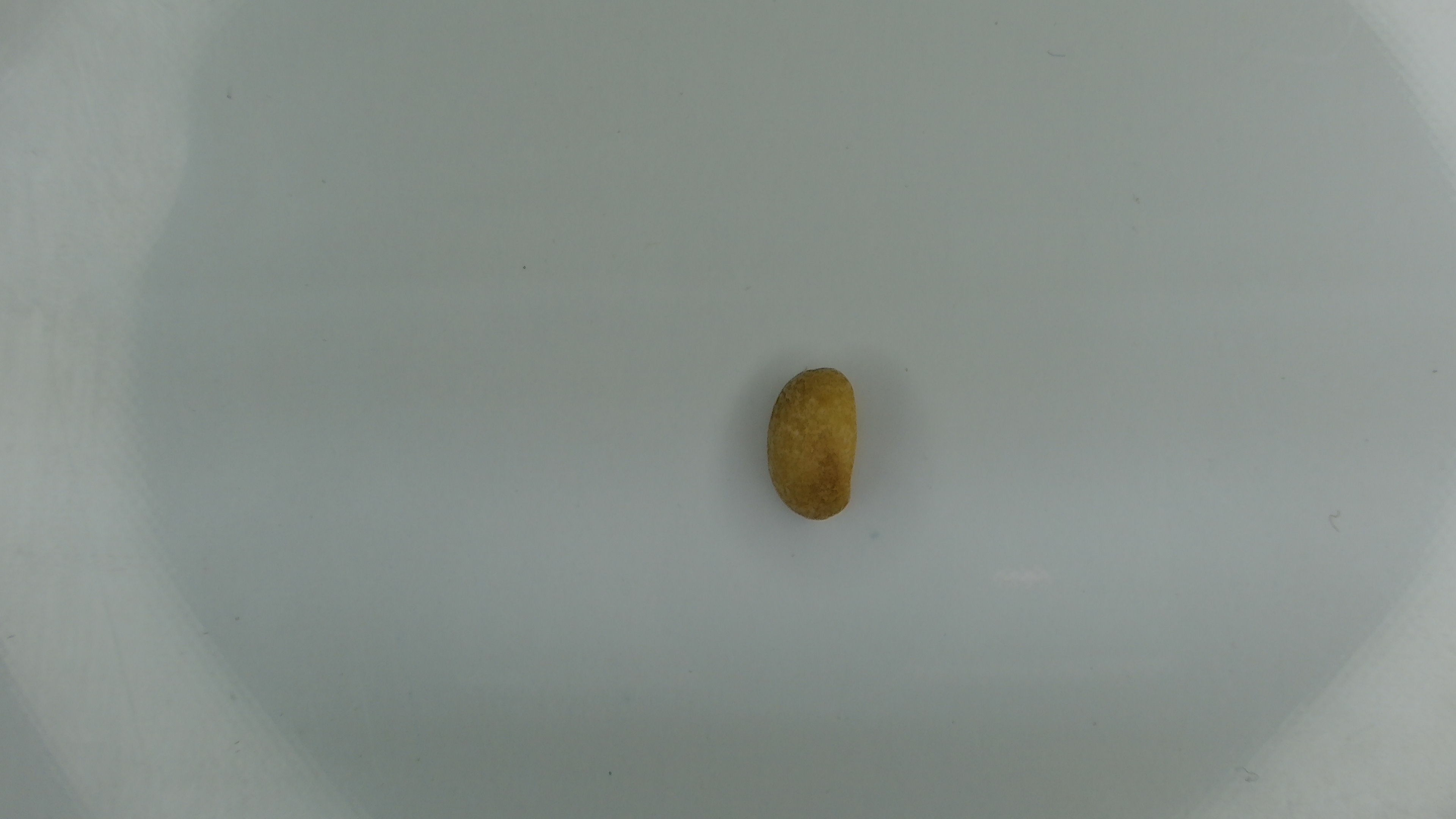 Sticky Triangular Seed Triangle seed - Roboflow Universe