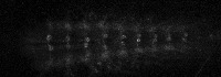 Ca2+ Motor Neuron Detector project thumbnail