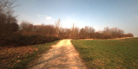 forest project project thumbnail