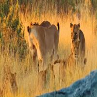 Animal Object Detection Dataset by Animal Dataset