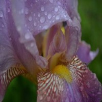 iris project thumbnail