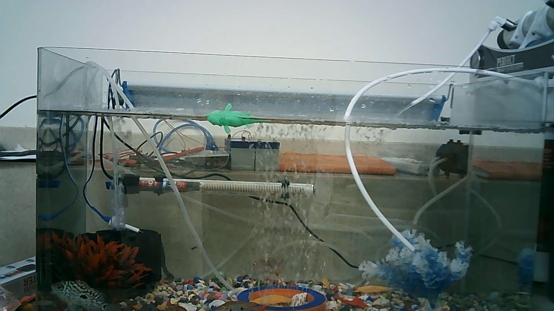 fish tank 1 Object Detection Model by Welcome Lets get started Create ...
