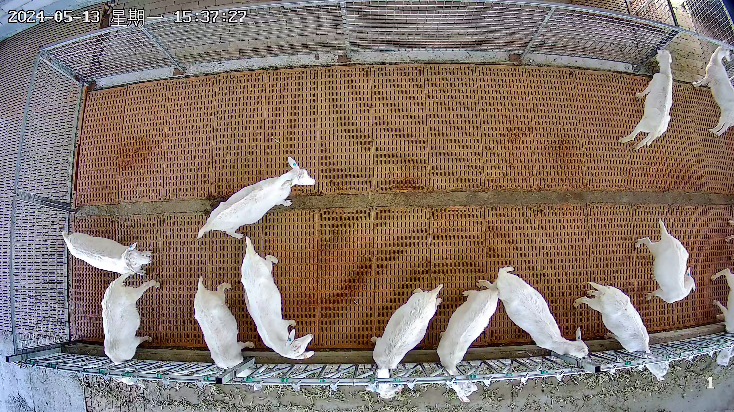 Sheep Visualizer sheep Object Detection Dataset by yeiao