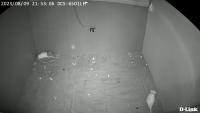 Thermal rodent detection project thumbnail