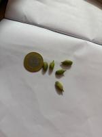 cardamom-detection project thumbnail
