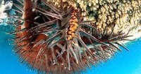 Save The Great Barrier Reef project thumbnail