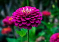 flower project thumbnail