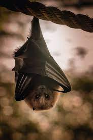 bat detection Object Detection Dataset by deep learning