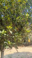 jackfruit r2 04-03-2026 project thumbnail