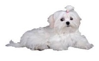 dog1 project thumbnail