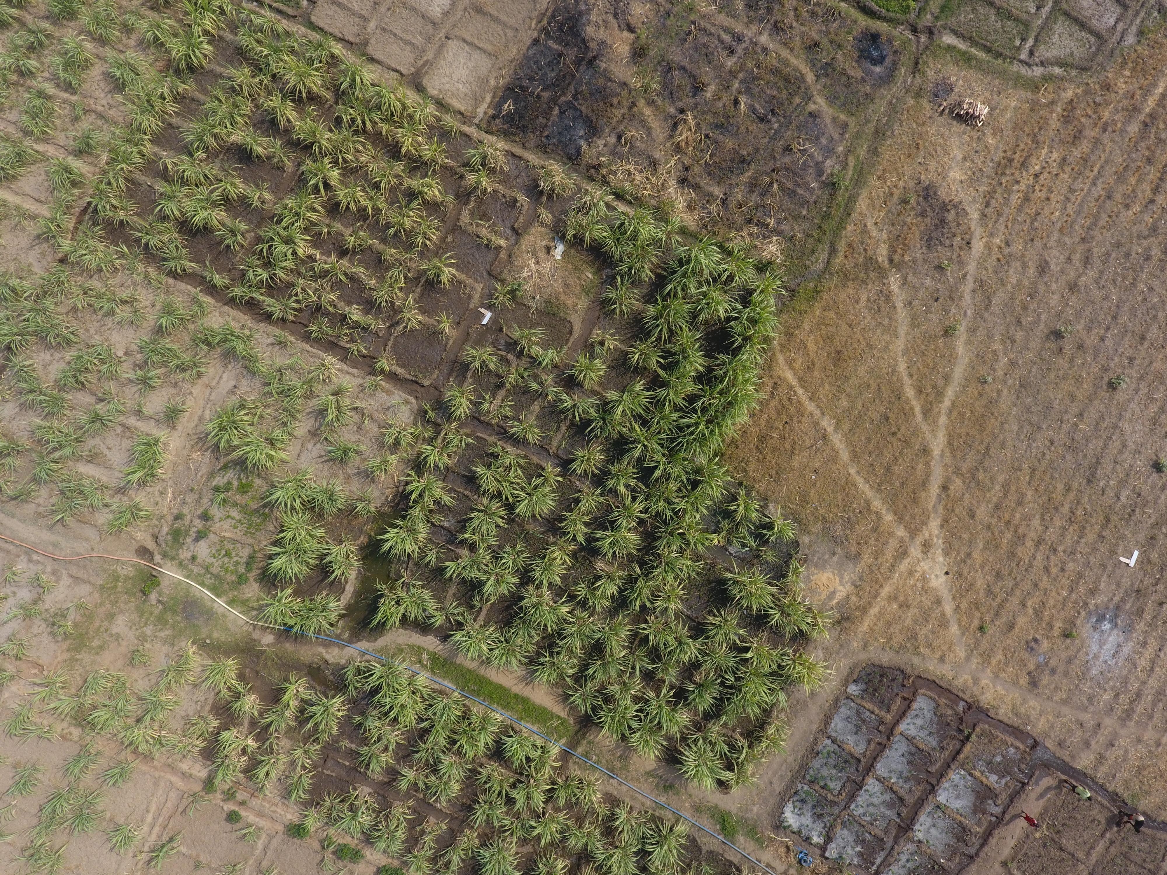 Farm Segmentation crop segmentation for farms Object Detection Model by Salaudeen Olamide ...