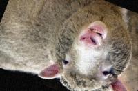 Ganado Argentino project thumbnail