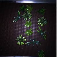 Weed and Crop project thumbnail