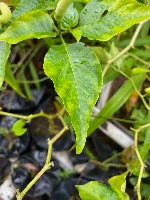 MedicinalPlantAnnotation project thumbnail