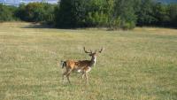 deer detection project thumbnail