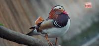 bird project thumbnail