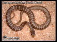 snake_species_detection  project thumbnail