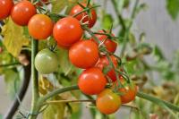 Tomates Maduros e Verdes project thumbnail