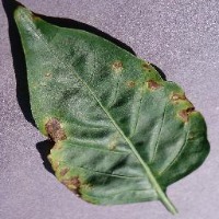 Potato Late Blight project thumbnail