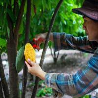 Cocoa Ripeness project thumbnail