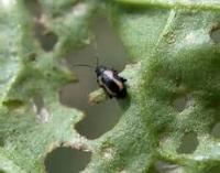 pest project thumbnail