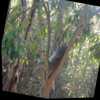 Dataset Image