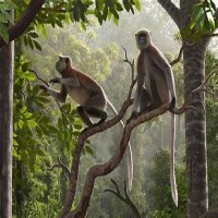 monkey project thumbnail