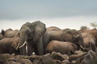 ELEPHANT project thumbnail