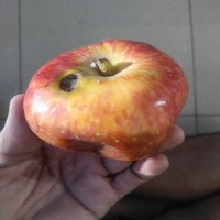 Dataset Image