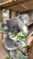 koala infection detector project thumbnail
