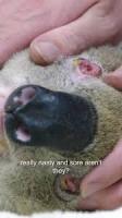 koala classifier project thumbnail