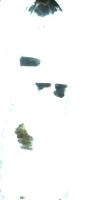 debris detection project thumbnail