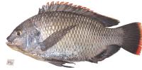 Healthy Fish project thumbnail