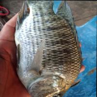 Fish Detection project thumbnail