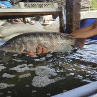 Tilapia detection  project thumbnail